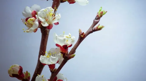 Spring in Plum Garden Stock Footage 55518619