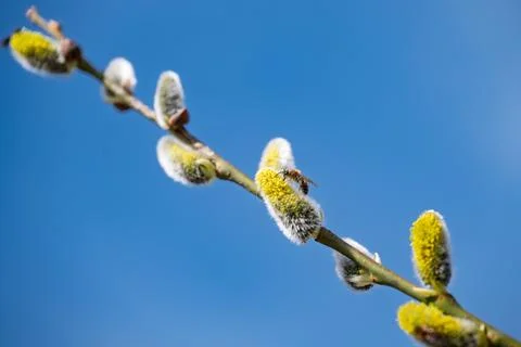 Spring Pollen and a Bee Stock Photos