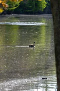 Spring pollen floating on the surface of a river. Stock Photos