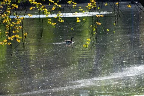 Spring pollen floating on the surface of a river. Foto stock