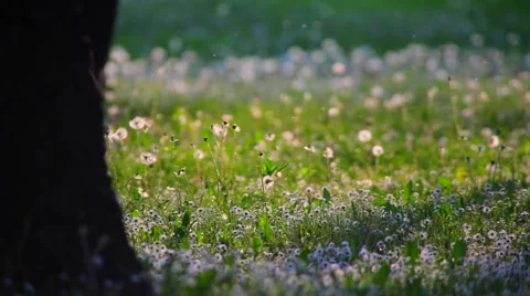 Spring pollen fly over the grass and dandelion Stock Footage 62695318