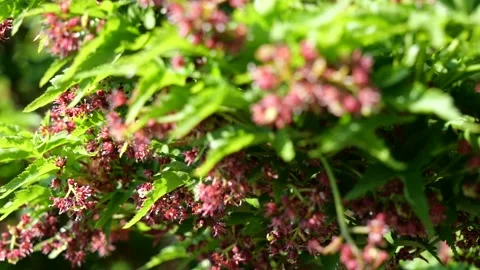 Spring pollination Stock Footage 237808294