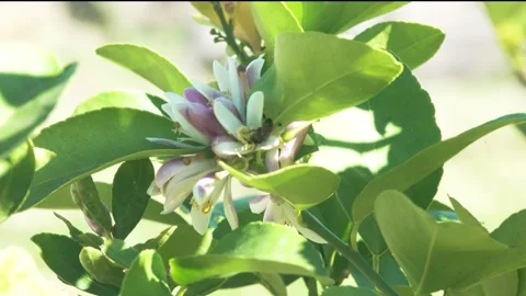 Spring Pollination Stock Footage 328964180