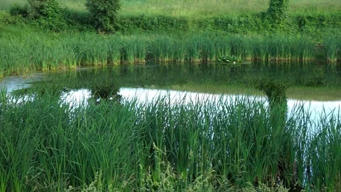 Spring in the pond Video stock 90119336