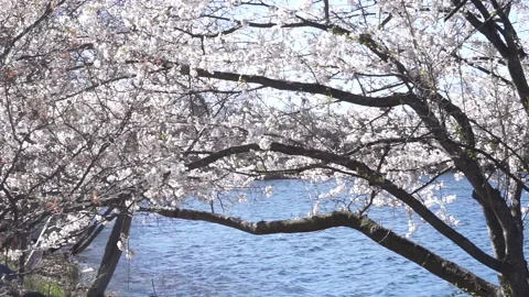 SPRING POND Stock Footage 194048339