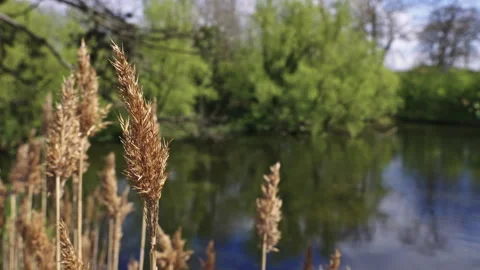 Spring Pond Framed by Trees with Soft Reflections and Sky Stock Footage 309424306