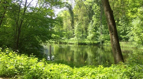 Spring pond in the Groenenberg park. Stock Footage 37708947