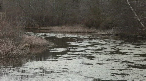 Spring pond - HD 30P Stock Footage 401660