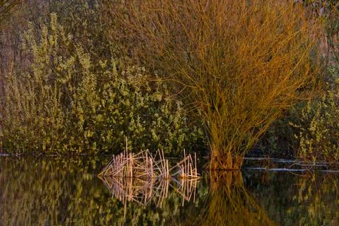 Spring pond Stock Photos
