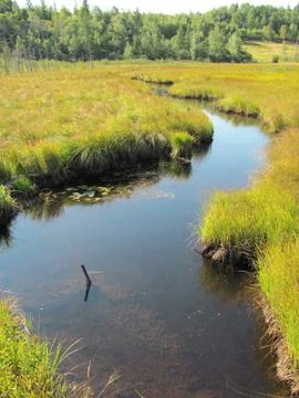 Spring pond 스톡 사진
