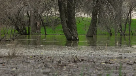 Spring Pond with Trees Vídeo Stock 238396705