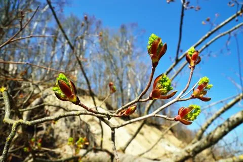 Spring. Poplar buds closeup Stock Photos