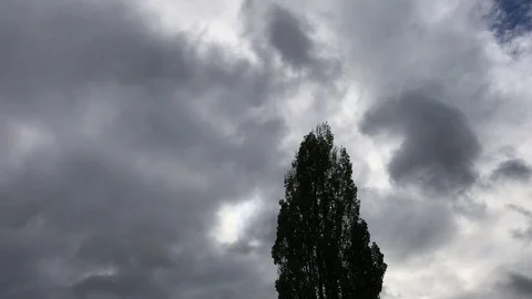 Spring poplar trees in the wind Stock Footage 128220670