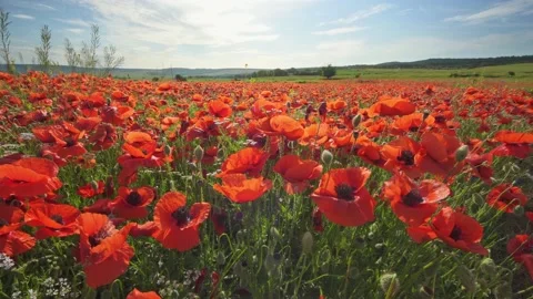 Spring poppies flowers  Video stock 196901508