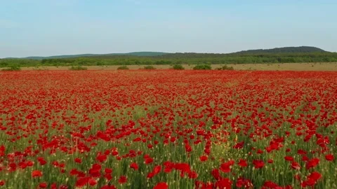 Spring poppies flowers  库存影片 196901627