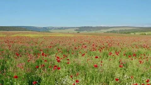 Spring poppies flowers  Video stock 196901903