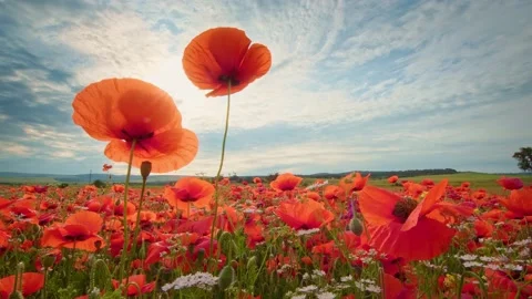 Spring poppies flowers  Video stock 196902019