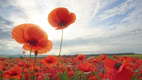 Spring poppies flowers  Video stock 196902134