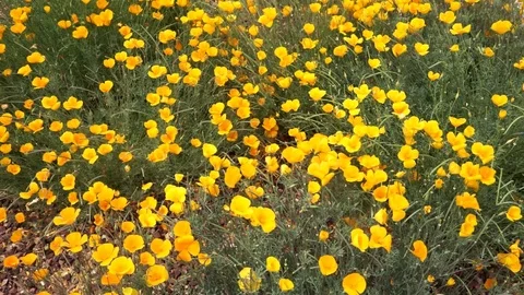 Spring Poppies (slo-mo) 库存影片 106031101
