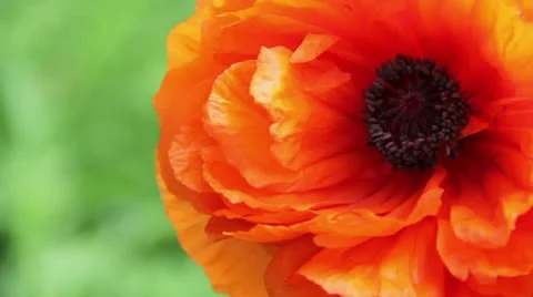 Spring Poppy Stock Footage 11017621