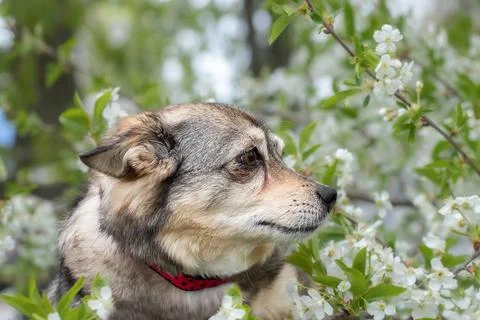 Spring portrait of a small dog in a cherry blossom. Stock Photos