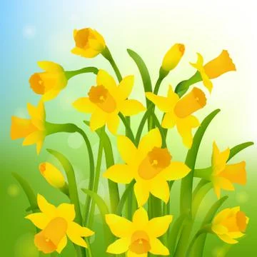 Spring Post Card With Narcissus Stock Illustration