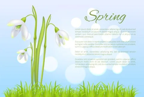 Spring Poster with Text and Snowdrop Galanthus Bud Stock Illustration
