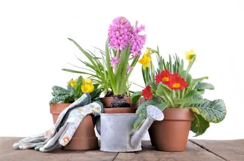 Spring potted flower on a table Stock Photos