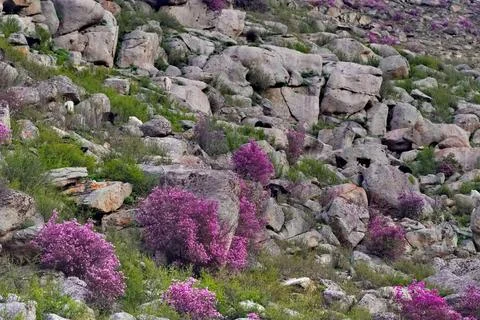 The Spring pride of the Altai Mountains Stock Photos