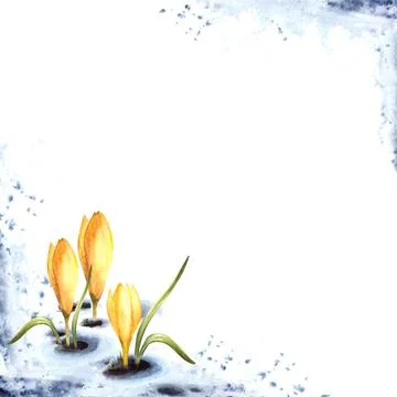 Spring primary flowers crocuses, yellow saffron sprouting through the snow Illustrazione stock