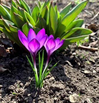 Spring primrose crocus, also known as saffron. Stock Photos