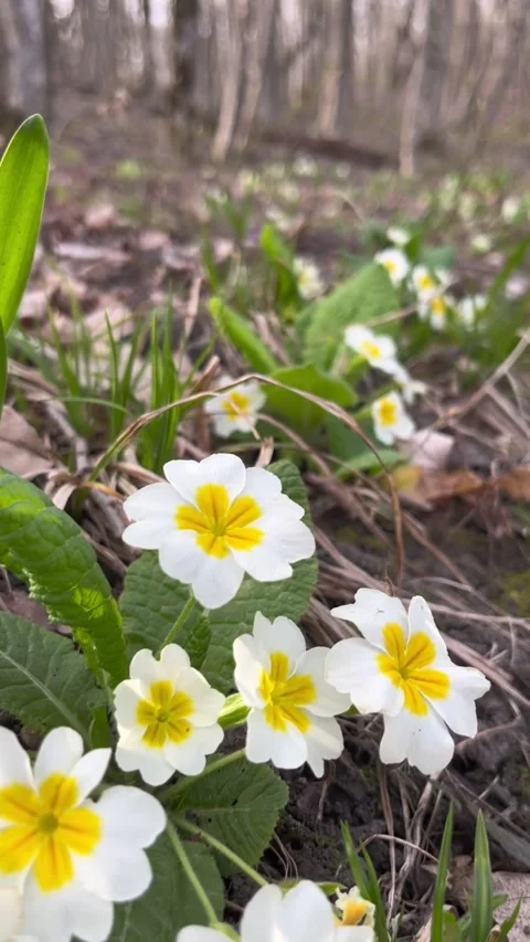 Spring primrose flowers. Slow zoom Stock Footage 270548718