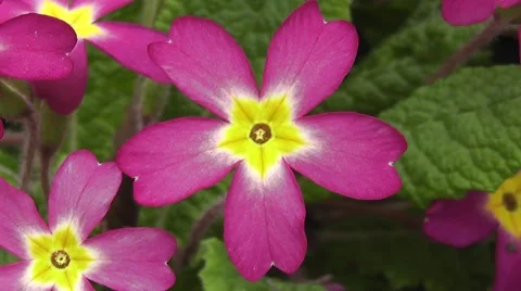 Spring Primrose Flowers with Striking Pentagonal Geometry Stock-Footage 48658368