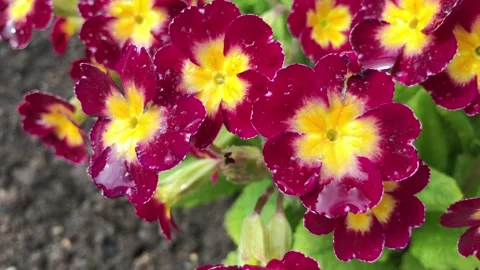 Spring primrose in the garden Video stock 131392644
