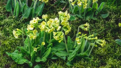 Spring primrose herbs flowers bloom fast in green moss meadow Growing Time lapse 스톡 동영상 153914802