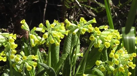 Spring Primrose Yellow Flowers Close Up Stock-Footage 48846960