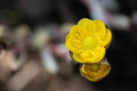 Spring primroses adonis seaside, first flowers Stock Photos