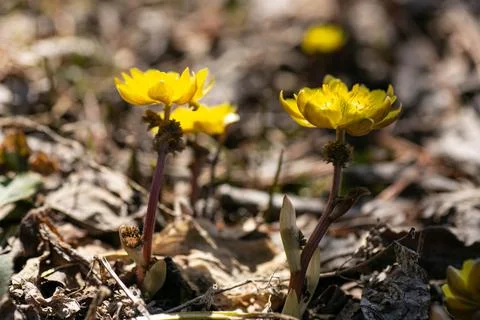 Spring primroses adonis seaside, first flowers Stock Photos