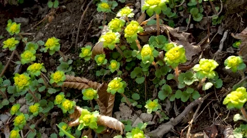 Spring primroses bloom in the forest on a sunny morning. Stock Footage 194068565