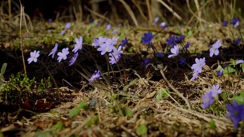 Spring primroses of blue color Stock Footage 88542065