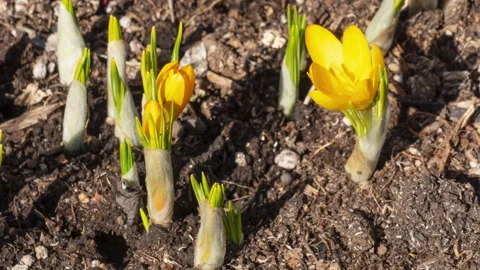 Spring primroses, crocuses blooming Stock Footage 280076980