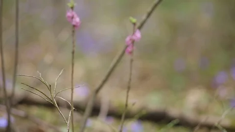 Spring primroses in the forest Stock Footage 106200539