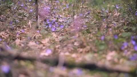 Spring primroses in the forest Stock Footage 106200867