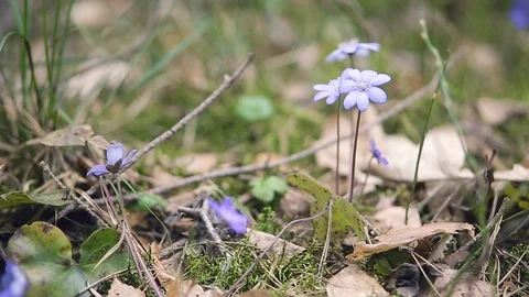 Spring primroses in the forest Stock Footage 106201244