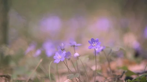 Spring primroses in the forest Stock Footage 106201327