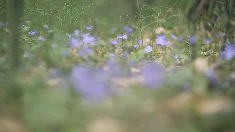 Spring primroses in the forest Stock Footage 106201529