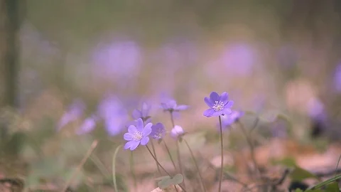 Spring primroses in the forest Stock Footage 106201778