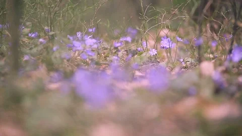 Spring primroses in the forest Stock Footage 112867244