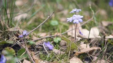 Spring primroses in the forest Stock Footage 112867359