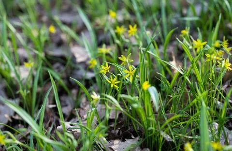 Spring primroses in the forest in spring Stock Photos